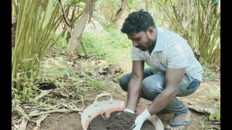 കോവിൽമല രാജാവ് ഇപ്പോഴും കൃഷിപ്പണിയില്‍; ലക്ഷ്യം ഏലകൃഷിയിലെ മികച്ച വിളവെടുപ്പ്